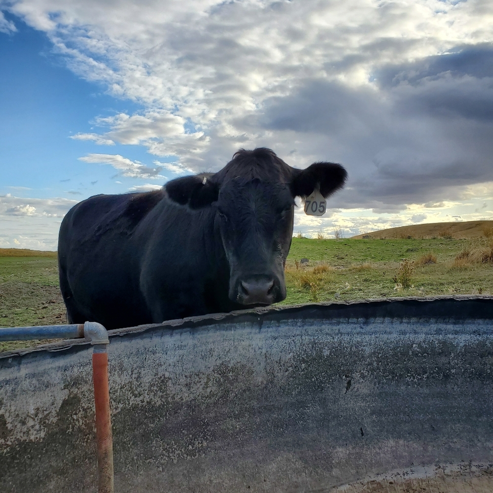 Meet your Posher, Heidi